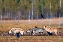 Three Grey wolves (Canis lupus) walking through mud at edge of forest surrounded by Crows (Corvus sp.), Finland. September.