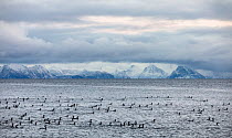 Great cormorants (Phalacrocorax carbo) flock gathering on sea surface to feed with snow-covered mountains in background, Andoya, Norway, Norwegian Sea. January.
