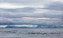 Great cormorants (Phalacrocorax carbo) flock gathering on sea surface to feed with snow-covered mountains in background, Andoya, Norway, Norwegian Sea. January.