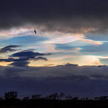 Polar stratospheric clouds with bird in flight, Andoya, Norway. December, 2019.
