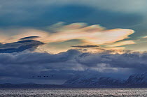 Polar stratospheric clouds and low cloud over snow-covered mountains with flock of Cormorants (Phalacrocoracidae) in flight, Andoya, Norway. December.