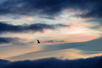 Gull (Laridae) in flight, silhouetted against polar stratospheric clouds, Andoya, Norway. December.