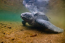 Leatherback turtle (Dermochelys coriacea) female, returning to sea after nesting, Trinidad and Tobago, Caribbean Sea.