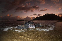 Leatherback turtle (Dermochelys coriacea) female,  coming ashore to nest on beach at night, Grande Riviere, Trinidad Island, Trinidad & Tobago, Caribbean.