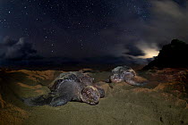 Two Leatherback turtle (Dermochelys coriacea) females, nesting on beach at night under a starry sky and moonlight, Grande Riviere, Trinidad Island, Trinidad & Tobago, Caribbean.