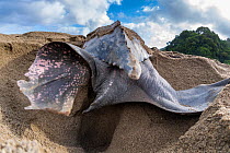 Leatherback turtle (Dermochelys coriacea) female, covering nest with sand, Trinidad and Tobago, Caribbean.