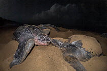 Three Leatherback turtle (Dermochelys coriacea) females, coming ashore to nest on beach at night, Trinidad and Tobago, Caribbean.