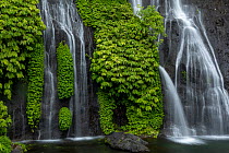 Banyumala twin waterfalls cascading over rocks among dense vegetation, near Wanagiri Village, Bali, Indonesia. August, 2022.