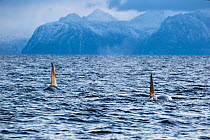 Two Orcas (Orcinus orca) swimming with dorsal fins above the surface, Andenes, Andoya Island, Norway, North Atlantic Ocean.