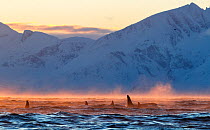 Pod of Orcas (Orcinus orca) feeding at the surface on bait ball of Herring, surrounded by ice fog in extremely cold conditions, Kvaenangen, Troms, Norway. January.