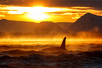 Orca (Orcinus orca) feeding at the surface on bait ball of Herring, surrounded by ice fog and backlit by low-lying sun, Kvaenangen, Troms, Norway. January.