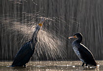 Two Great cormorants (Phalacrocorax carbo sinensis) standing in shallow water, one shaking its feathers dry, Hungary. February.