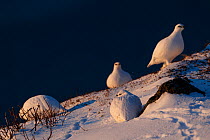 Four Rock ptarmigans (Lagopus muta) resting on snow-covered mountainside at dusk, close to Tromso city,  Norway. March.