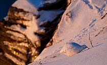 Rock ptarmigan (Lagopus muta) feeding on snow-covered mountain ledge, Troms, Norway. March.