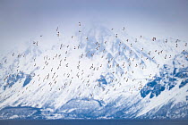Snow bunting (Plectrophenax nivalis) flock in flight during spring migration, with snow-covered mountains in background, Andoya, Norway. April.
