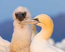 Two Northern gannets (Morus bassanus) adult with chick head portrait, Andoya, Nordland, Norway. August.