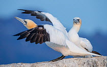 Two Northern gannets (Morus bassanus) perched on rock, one spreading its wings, Nordland, Norway. August.
