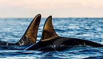 Two Orcas (Orcinus orca) swimming at sea surface with sunlight reflection on dorsal fins, Troms, Norway, Norwegian Sea. November.