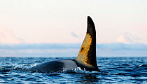 Orca (Orcinus orca) male, swimming at sea surface with sunlight reflecting on dorsal fin, Troms, Norway, Norwegian Sea. November.