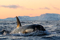 Orca (Orcinus orca) male, swimming at sea surface, Troms, Norway, Norwegian Sea. November.