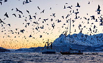 Huge flock of Gulls (Laridae) flying around fishing boats returning with catch of fish, Kaenangen, Troms, Norway, Norwegian Sea. November.