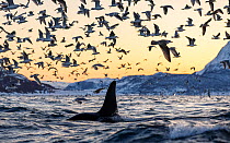 Orca (Orcinus orca) swimming at water surface with huge flock of gulls overhead, silhouetted at sunrise, Kvaeangen, Troms, Norway. November.