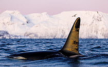 Orca (Orcinus orca) male, swimming at sea surface, with sunlight reflecting on dorsal fin, Troms, Norway. November.