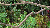 Australian king parrot (Alisterus scapularis) flock entering frame and flying through rainforest, landing on branch and one taking off and leaving frame, Atherton Tablelands, Queensland, Australia.