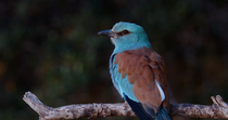European roller (Coracias garrulus) perched. The bird calls and then flies out of the frame. Seville, Spain.