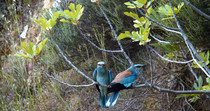 European roller (Coracias garrulus) perched on a branch. Another Roller enters the frame and lands on the same perch. The birds call and display to each other and then they're attacked by a Common kes...