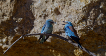 European roller (Coracias garrulus) pair performing courtship feeding ritual. The male is perched and the female lands on perch with food and then the male tries to take food from female. Seville, Spa...