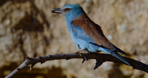 Close up of European roller (Coracias garrulus) female perched, holding an insect in her beak. The bird looks around and then flies out of frame. Seville, Spain. (Sequence 2/2).