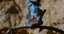 Close up of European roller (Coracias garrulus) pair performing courtship feeding ritual and then mating. The male enters frame and presents  an insect, the female takes the food and then they mate. A...