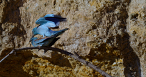 European roller (Coracias garrulus) pair performing courtship feeding ritual and then mating. The male enters frame and presents  an insect, the female takes the food and then they mate. After mating,...