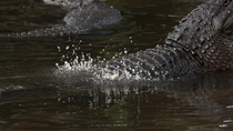 American alligator (Alligator mississippiensis) vibrating abdomen whilst submerging body and bellowing in courtship, Florida, April.