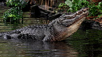 American alligator (Alligator mississippiensis) vibrating abdomen whilst submerging body beneath water and bellowing in courtship,  Florida, USA, April.