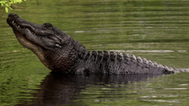 American alligator (Alligator mississippiensis) vibrating abdomen whilst submerging body and bellowing during courtship, Florida, USA, April.