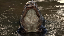 American alligator (Alligator mississippiensis) vibrating middle of body and bellowing in courtship display, Florida, USA, April.