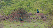 Indian peafowl (Pavo cristatus) male fanning tail feathers and shaking plumage as another male looks on, Pune, India, July.
