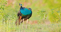 Indian peafowl (Pavo cristatus) male preening whilst standing in grassland, late Monsoon , Pune, India.