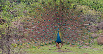 Indian peafowl (Pavo cristatus) male fanning tail feathers, vibrating wing feathers and spinning in courtship display, Pune, India, July.