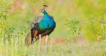 Indian peafowl (Pavo cristatus) male preening whilst standing in grassland, Pune, India.