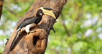 Malabar pied hornbill (Anthracoceros coronatus) male regurgitating figs and feeding them to the female inside the nest hole as he perches at the entrance, profile, Chiplun, Maharashtra, India, May.