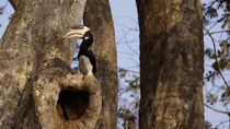 Malabar pied hornbill (Anthracoceros coronatus) male regurgitating figs, feeding them to the female inside the nest hole and dropping one whilst he perches at entrance, Chiplun, Maharashtra, India, Ap...