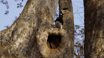 Malabar pied hornbill (Anthracoceros coronatus) male regurgitating and feeding figs to the female inside the nest hole whilst perched at entrance before taking off and leaving frame, Chiplun, Maharash...
