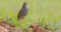 Rock bush quail (Perdicula argoondah) male calling whilst standing on mound in grassland as another quail forages behind, Pune, India.