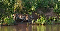 Tracking shot of Jaguar (Panthera onca) walking on sand bank by river before jumping up bank and disappearing into vegetation, Pantanal, Brazil.