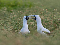 RF - Masked booby (Sula dactylatra) pair, courtship display, Wizard Island, Cosmoledo Atoll, Seychelles. (This image may be licensed either as rights managed or royalty free.)