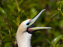 RF - Red-footed booby (Sula sula) calling, head portrait, Cosmoledo Atoll, Seychelles. (This image may be licensed either as rights managed or royalty free.)
