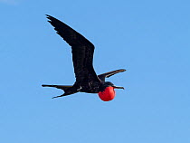 RF - Great frigatebird (Fregata minor) male, in flight with gular sac inflated in courtship display, Cosmoledo Atoll, Seychelles.(This image may be licensed either as rights managed or royalty free.)